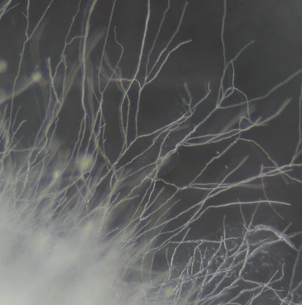 Aspergillus oryzaeの菌糸