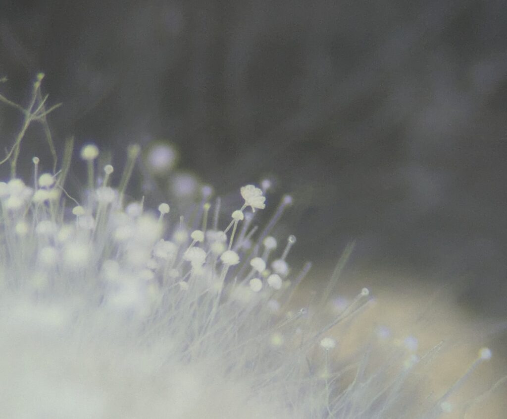 Aspergillus oryzae（アスペルギルスオリゼー）の分生子頭の実体顕微鏡像