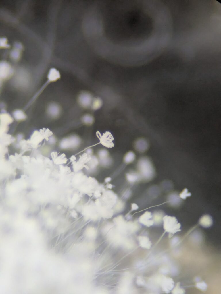Aspergillus oryzae（アスペルギルスオリゼー）の分生子頭の実体顕微鏡像