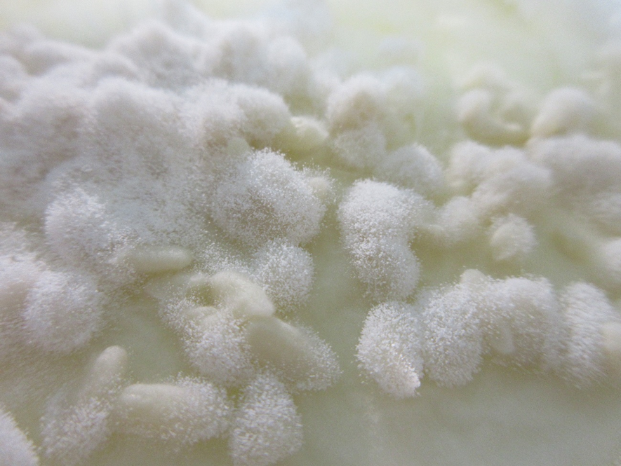 米麹、雪原のよう