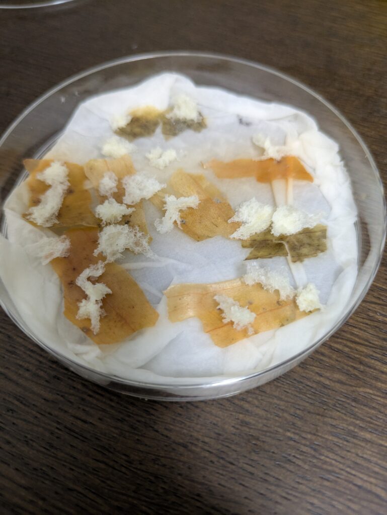 玉ねぎの外皮にパンをまいてみた