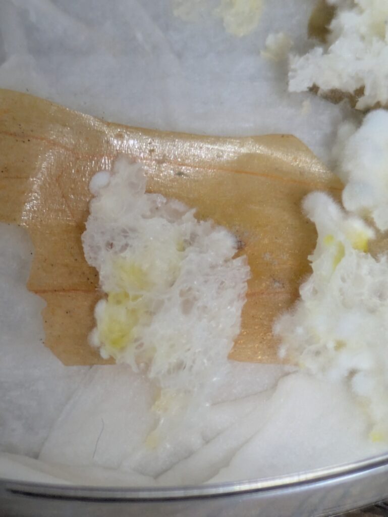 パンを餌にAspergillus niger(アスペルギルスニガー)がどんどん増殖してきた