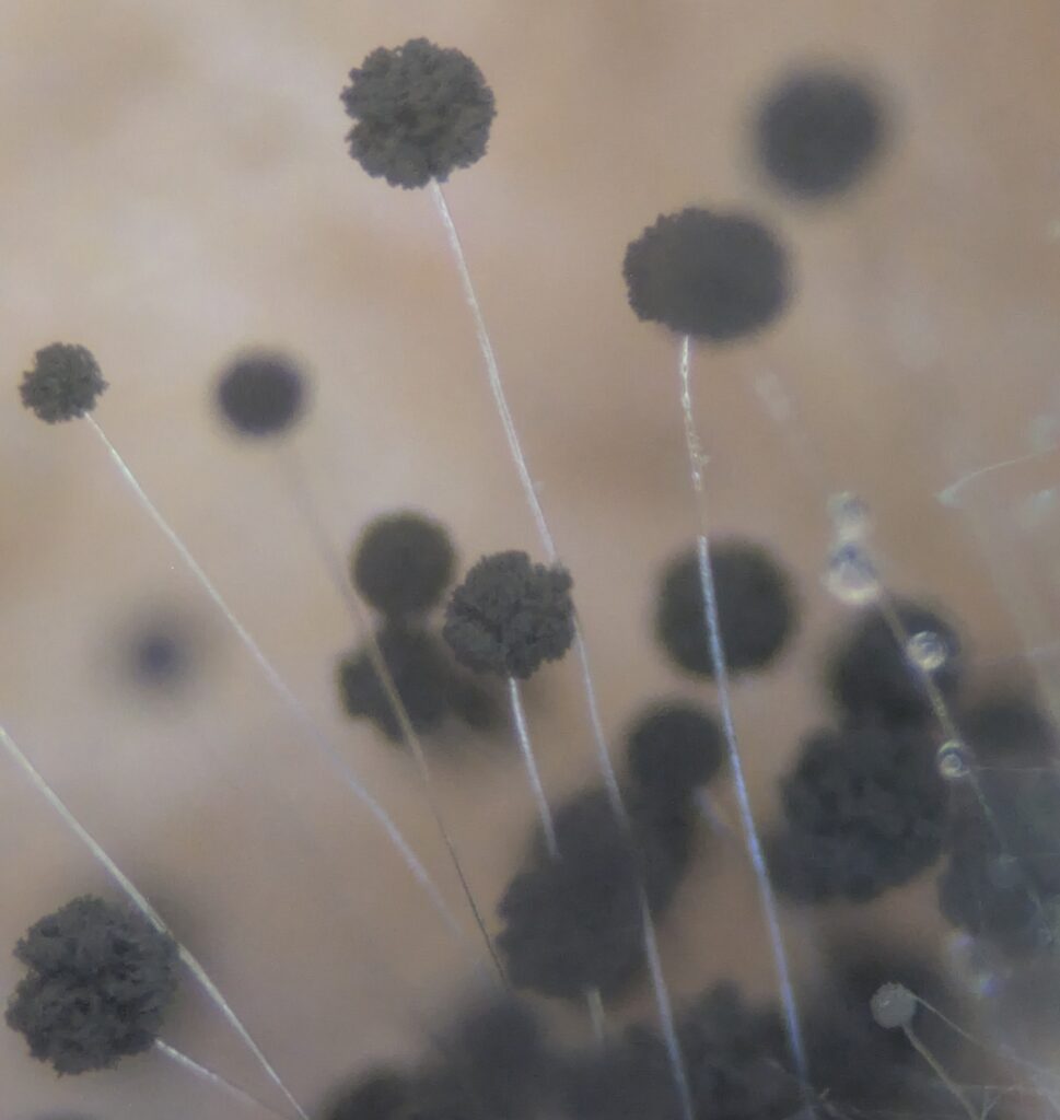 玉ねぎの外皮から培養したAspergillus niger (アスペルギルスニガー)、黒カビの分生子頭