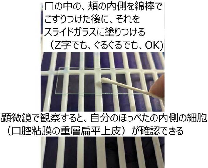 綿棒を使って自分の頬の内側のをこすったものをスライドガラスにこすりつけると、自分のほっぺたの内側の細胞（口腔粘膜の重層扁平上皮）が確認できる