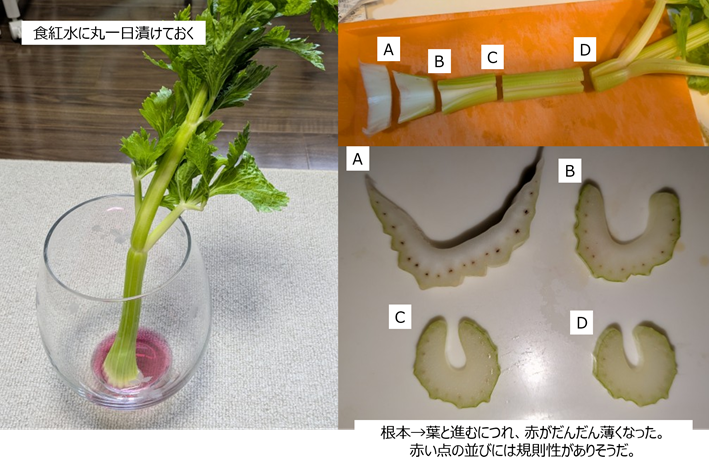 セロリの色水給水実験。クチナシの色素を用いた。一昼夜色水を吸わせると、赤い点が規則的に並ぶのが確認できる。葉側にいくと赤が薄くなっていく。