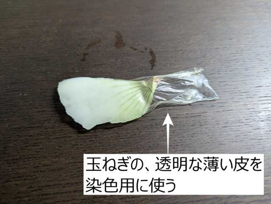 玉ねぎの薄皮は、薄いので刃物で薄く切る必要がない。怪我の心配がないので初回の標本作製にとてもおすすめです。