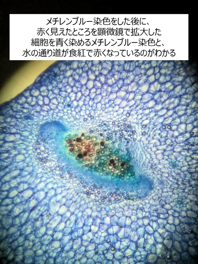 クチナシ色水を吸わせたあとに、メチレンブルーで染色した。水の通り道が赤くなっていることがわかる。