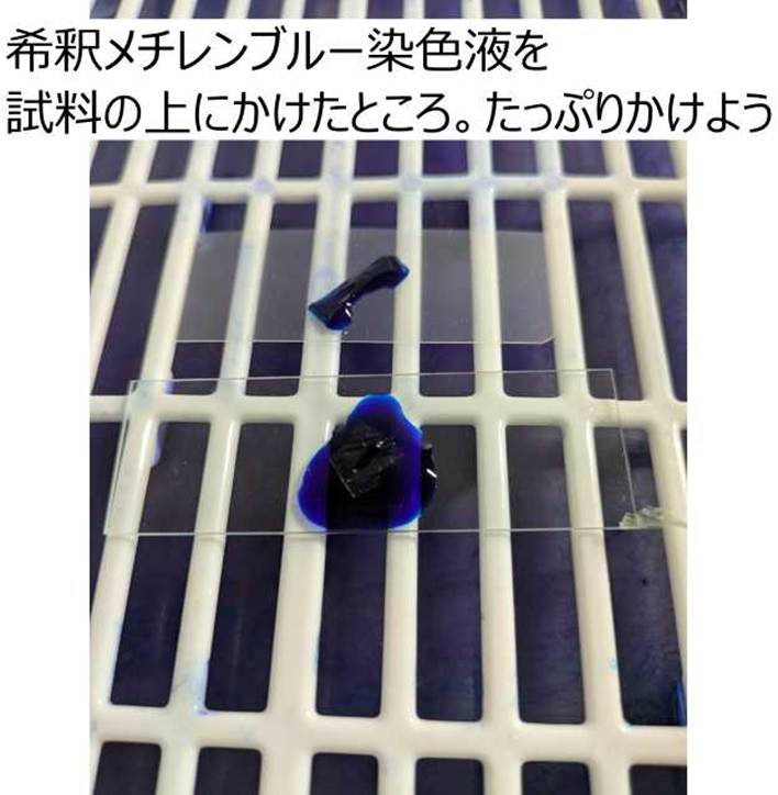 試料をメチレンブルーで染色する。試料が埋もれるくらいたっぷりの染色液をのせよう。