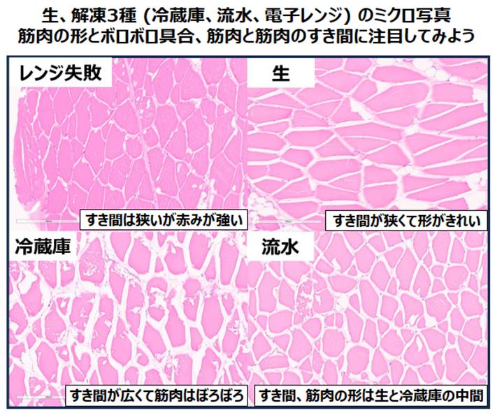 一旦凍結すると、筋肉の中に氷の結晶の抜け殻（白く抜ける）が形成される。生以外の解凍した3種には、いずれも筋肉内に白く抜けた不整形が確認できる。時間をかけて解凍した冷蔵庫が、筋肉が一番ぼろぼろですき間も広い。流水解凍は冷蔵庫解凍よりもダメージが少なそうだ。電子レンジ解凍で失敗して白っぽく変色した領域を顕微鏡で観察すると、ギュッとみちみちになっている。過熱による変性をみているのかもしれない。
