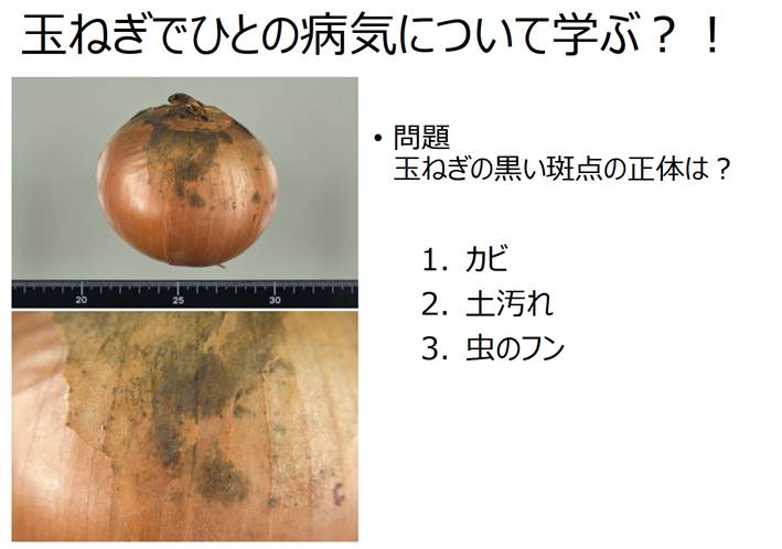 玉ねぎの黒点の正体は、黒カビです